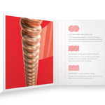 Struny do gitary akustycznej D'Addario XSAPB1356 Phosphor Bronze Medium 13-56